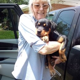 Rottweiler Puppies from Vom Jobaer Rottweilers