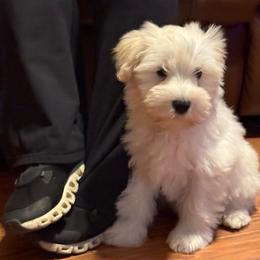 VP Blue - White male Schnoodle puppy in Benson, North Carolina from A Bundle of Love