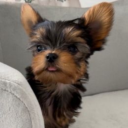 Bella - Black and tan female Yorkshire Terrier puppy in New York from Yorkies Boutique