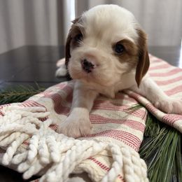 Shepard - Blenheim male Cavalier King Charles Spaniel puppy in Maryland from Trina’s Little Lap Dogs
