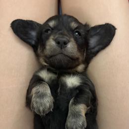 Saint - Black and cream male Dachshund puppy in Statesville, North Carolina from Lakeside Dachshunds