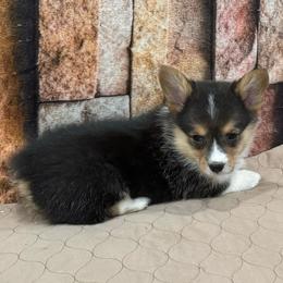 Girl 2 - Black and tan female Pembroke Welsh Corgi puppy in Visalia, California from VIP Stables