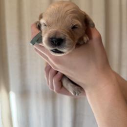 Male puppy pick 1 - Light golden male Golden Retriever puppy in Colville, Washington from Columbia Ridge Goldens