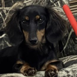 Dachshunds and Poodles from Stocktons Doxies & Poodles