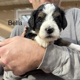 Bella - Tri-color female Bernedoodle puppy in Eagle Mountain, Utah from Liberty Farms Puppies