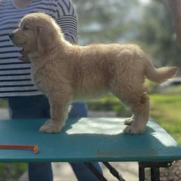 Juniper(Guardian Home - Sacramento,CA) - Golden female Golden Retriever puppy in Sacramento, California from Bear State Goldens