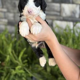 Albert - Tri-color male Double Doodle puppy in Millersburg, Ohio from T Sanctum
