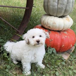 Skittles - White male Maltipoo puppy in Greenfield, Iowa from Sugar Plum Puppies