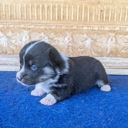Adam Kendall - Black and tan male American Corgi puppy in Shawnee, Oklahoma from Sunray Ranch
