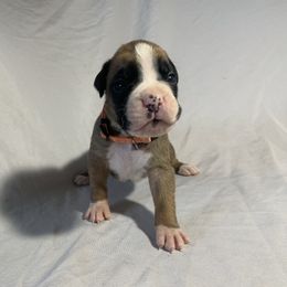 Orange Collar- Rex - Fawn male Boxer puppy in Madras, Oregon from BnT Boxers