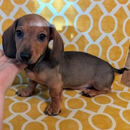 Boy 2 - Red male Dachshund puppy in Wortham, Texas from Amber's Mini Weenies