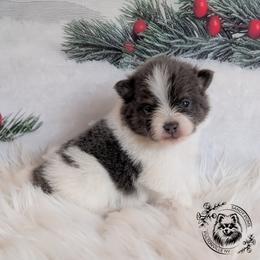 Blizzard - Pomeranian puppy from Sandy Aussies & Pomeranians