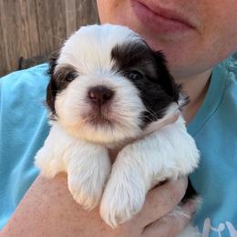 Boy 4 - Liver and white male Shih Tzu puppy in Springfield, Missouri from Lopez Family Tails