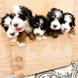 Bernedoodle, Goldendoodle, and Poodle Puppies from Teddy Doodles & Standard Poodles