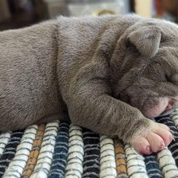 Bulldog Puppies from M-151 Bulldogs