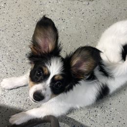 Papillon puppies from Triple Tier