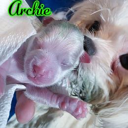 Archie - White male Mal-Shi puppy in Belleville, Michigan from Michigan Maltese Puppies