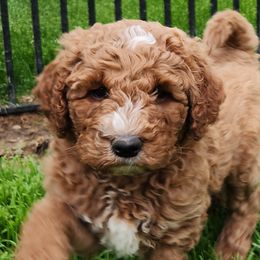 Parker - Caramel red Labradoodle puppy in Fostoria, Michigan from North Country Kennel Club