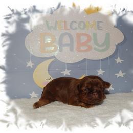 Snickers - Chocolate and tan male Shih Tzu puppy in Lawrenceburg, Tn, Tennessee from Shedd's Shih Tzus