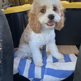 Cavalier King Charles Spaniel and Cavapoo Puppies from Larisa's Cavaliers