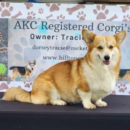 Dolly - Sable female Pembroke Welsh Corgi puppy in Charleston, Arkansas from Hilltop Corgis