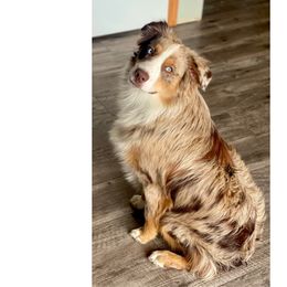 Norman - male Australian Shepherd puppy in Mid West, Illinois from Water's Edge Aussies