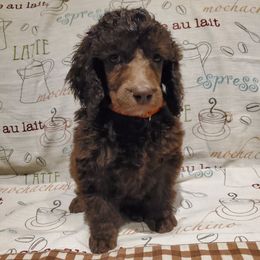 Coffee - Brown male Poodle puppy in Lubbock, Texas from Hidden Gems