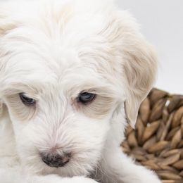 Assorted Doodle Crosses, Bernedoodles, Double Doodles, Goldendoodles, Labradoodles, and Whoodles from Our Little Farm Life Doodles