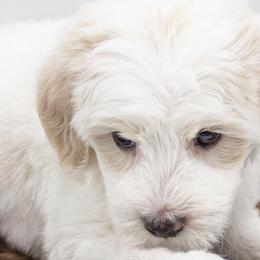 Assorted Doodle Crosses, Bernedoodles, Double Doodles, Goldendoodles, Labradoodles, and Whoodles from Our Little Farm Life Doodles