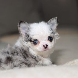 Alma - Merle female Chihuahua puppy in Tulsa, Oklahoma from H-3 Chihuahuas