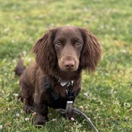 Dachshund All Grown Up from Petite Paw Dachshunds