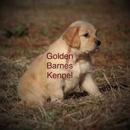 Golden Retriever Puppies from Golden Barnes Kennel
