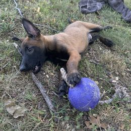Green collar - Red sable male Belgian Malinois puppy in Russellville, Kentucky from KCK9