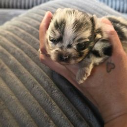 Boy1 - Blue merle male Pomeranian puppy in Los Angeles, Santa Clarita, California from LT_Poms
