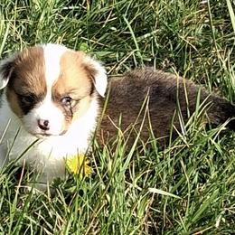 Oakley - Red female Pembroke Welsh Corgi puppy in Hillsville, Virginia from Bonderosa Kennels
