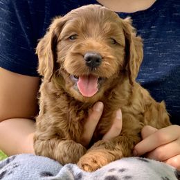 Goldendoodle Puppies from Fort Worth Goldendoodles
