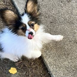 Vinnie - White black and tan male Papillon puppy in Portland, Oregon from Deragon Papillons
