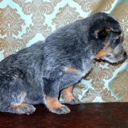Australian Cattle Dog and Pembroke Welsh Corgi Puppies from Heelers in Texas