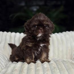 Cove - Chocolate and tan female Shih Tzu puppy in Smithville, Georgia from The Luckie Puppy