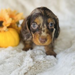 RHETT - Dapple male Dachshund puppy in Holtwood, Pennsylvania from Holly Hill Dachshunds