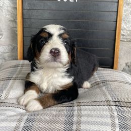 July - Tri-color female Bernedoodle puppy in Lancaster, Pennsylvania from Homestead Bernedoodles