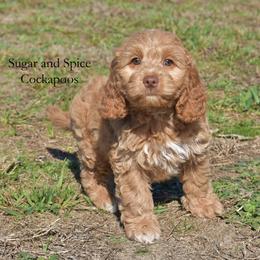Melman - Red male Cockapoo puppy in Hopkins, South Carolina from Sugar and Spice Cockapoos