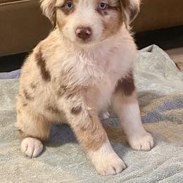 Australian Shepherd and Miniature Australian Shepherd Puppies from Magic Ranch Mini Aussies