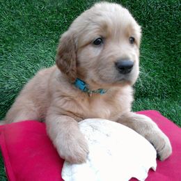 Opal - Golden female Golden Retriever puppy in Salem, Oregon from Oregon Rose Goldens