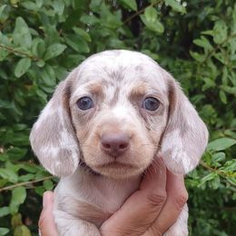 Dachshunds from Dots N Spots Dachshunds