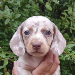 Dachshunds from Dots N Spots Dachshunds