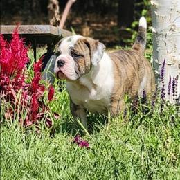Lenguini - Fawn brindle and white male Bulldog puppy in Washington from Sun City Campeiro Bulldogs