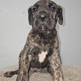 Ranger - Brindle male Great Dane puppy in Mayfield, New York from Sacandaga Danes