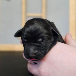 Cash - Black male Labrador Retriever puppy in Macomb, Missouri from Hicks Family Homestead