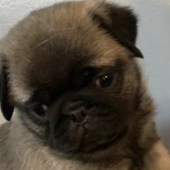 Pugs from North’s Nitro Pugs